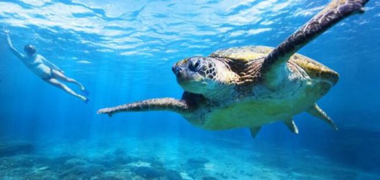 Six of the world’s seven species of sea turtles can be found in the waters around the Great Barrier Reef.