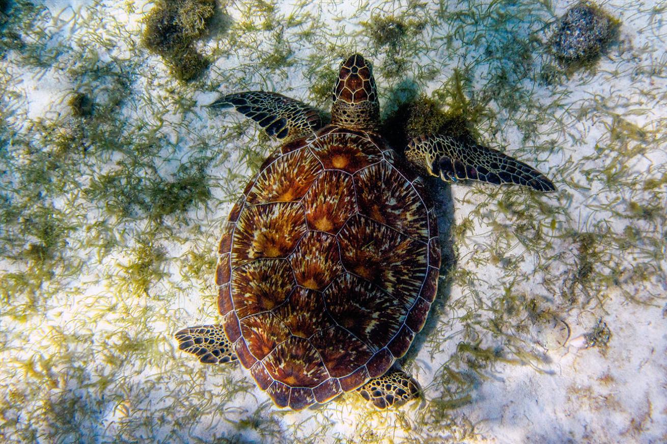 a green sea turtle