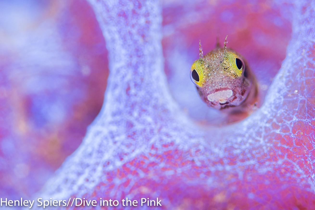 macro photo think pink photo contest