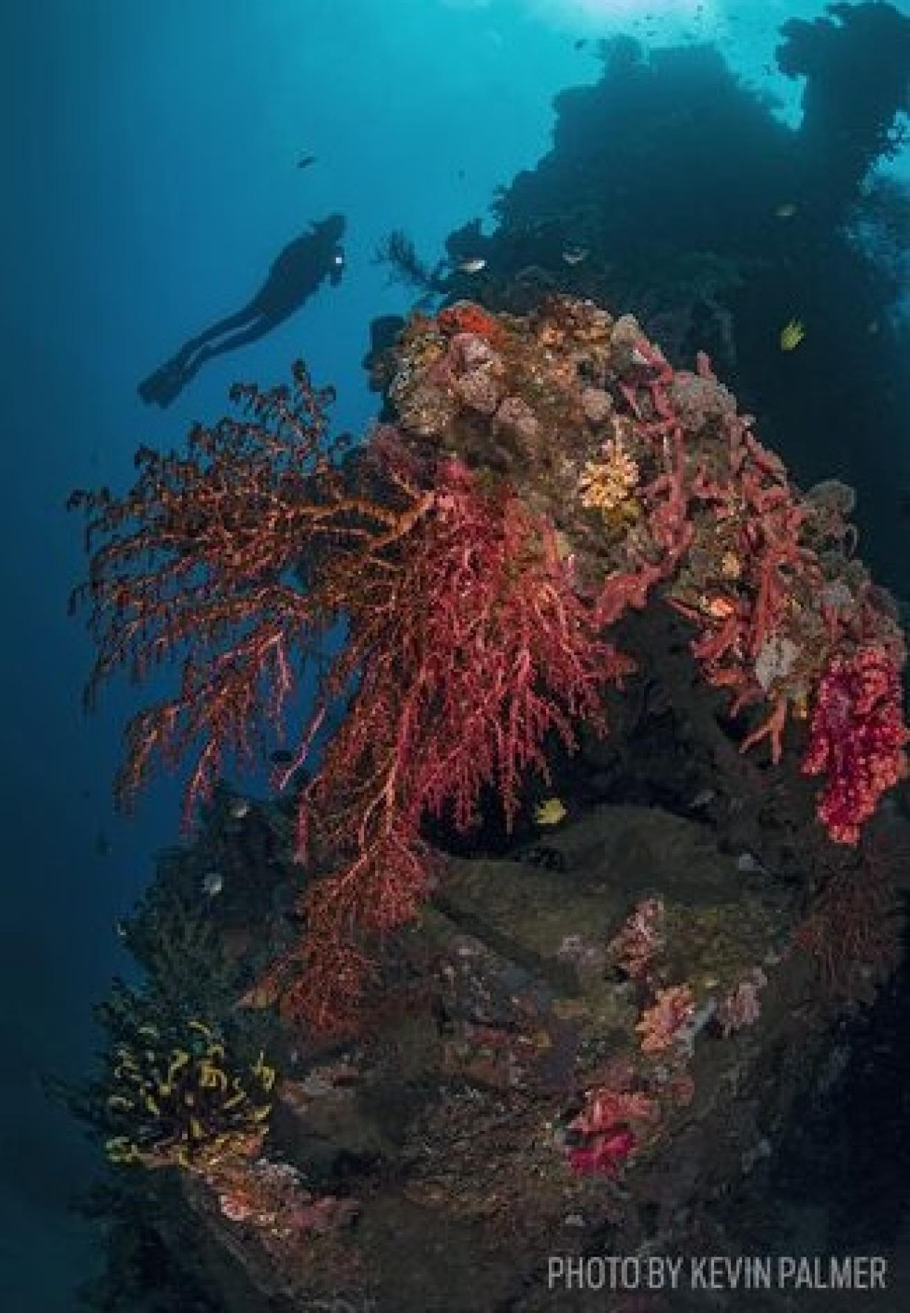 Corals grow on the Hirokawa Maru