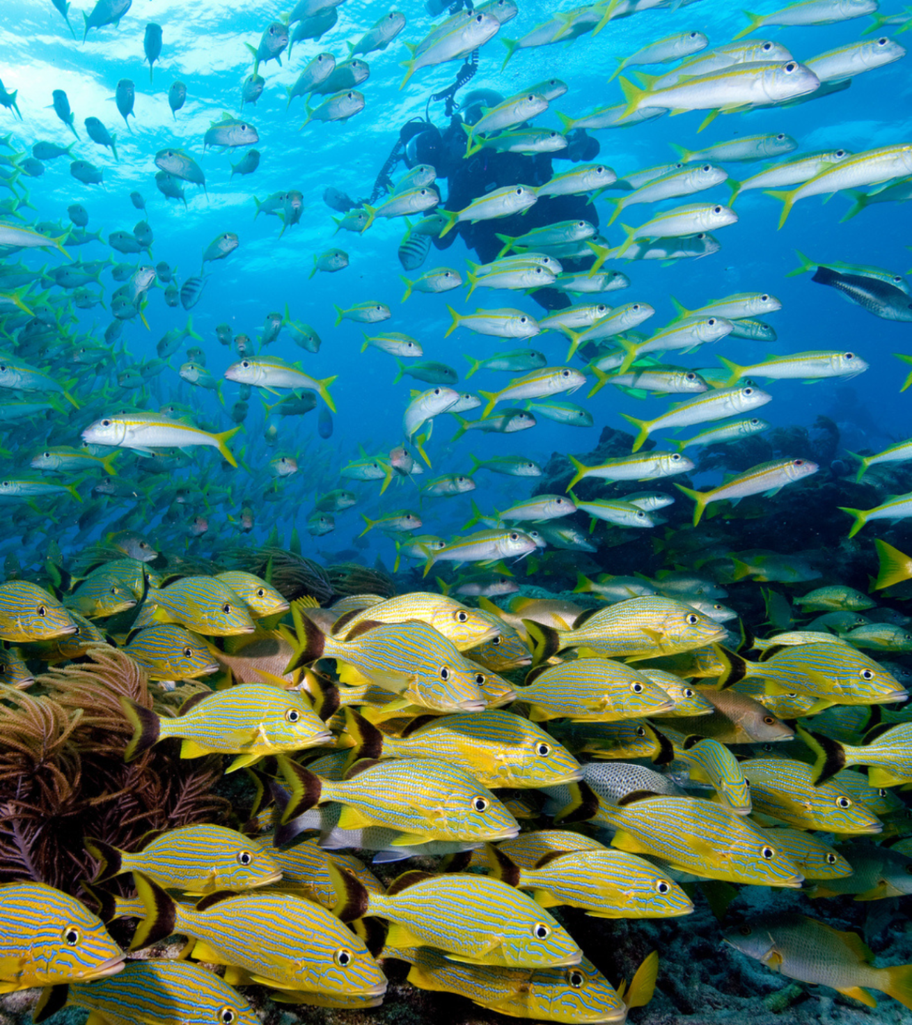 Diver with fish underwater