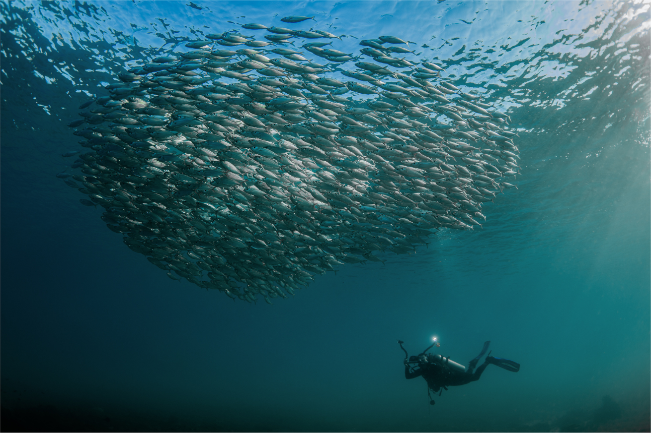 diver underwater