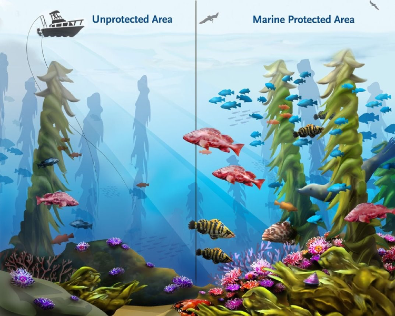 an illustration of a marine protected area versus an unprotected area