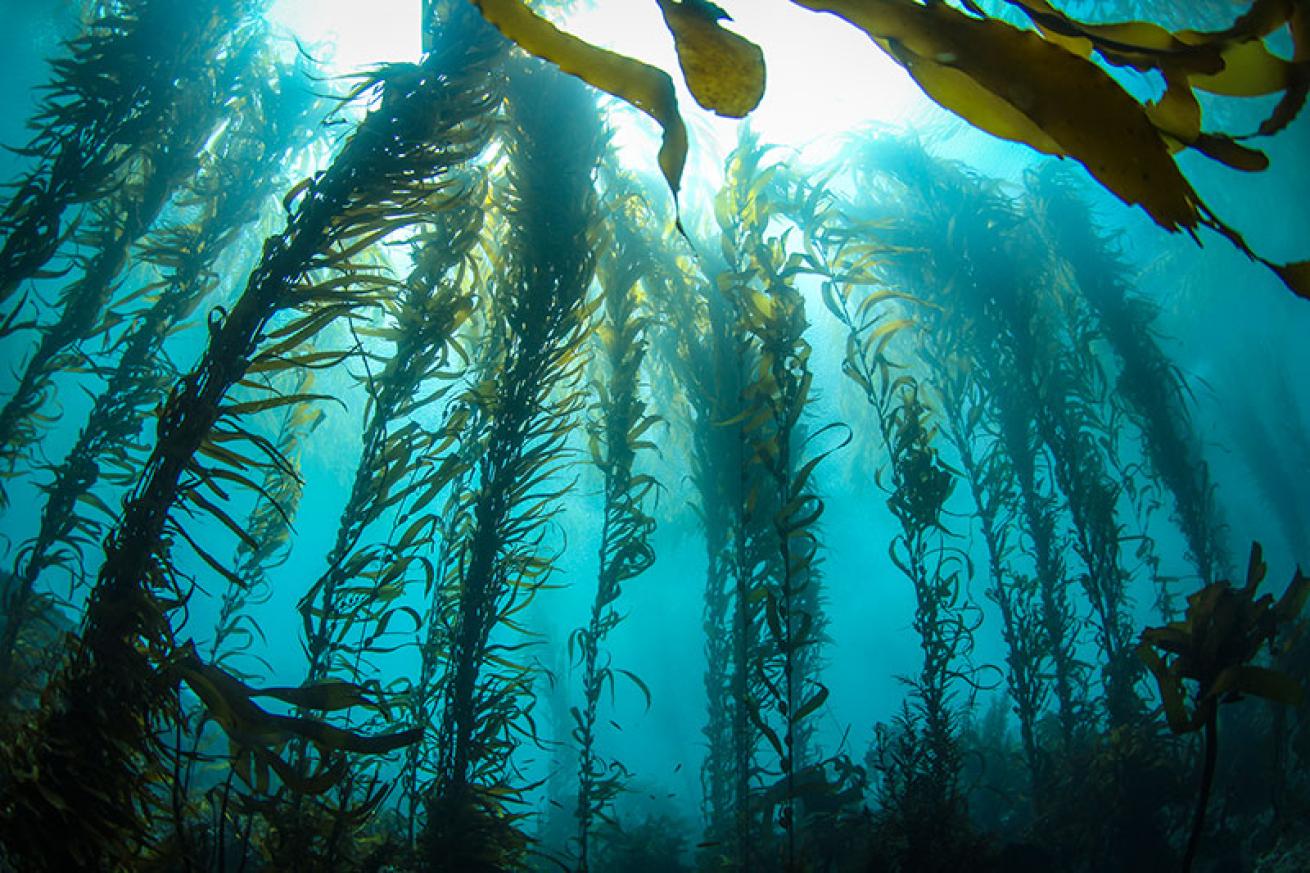 kelp forest