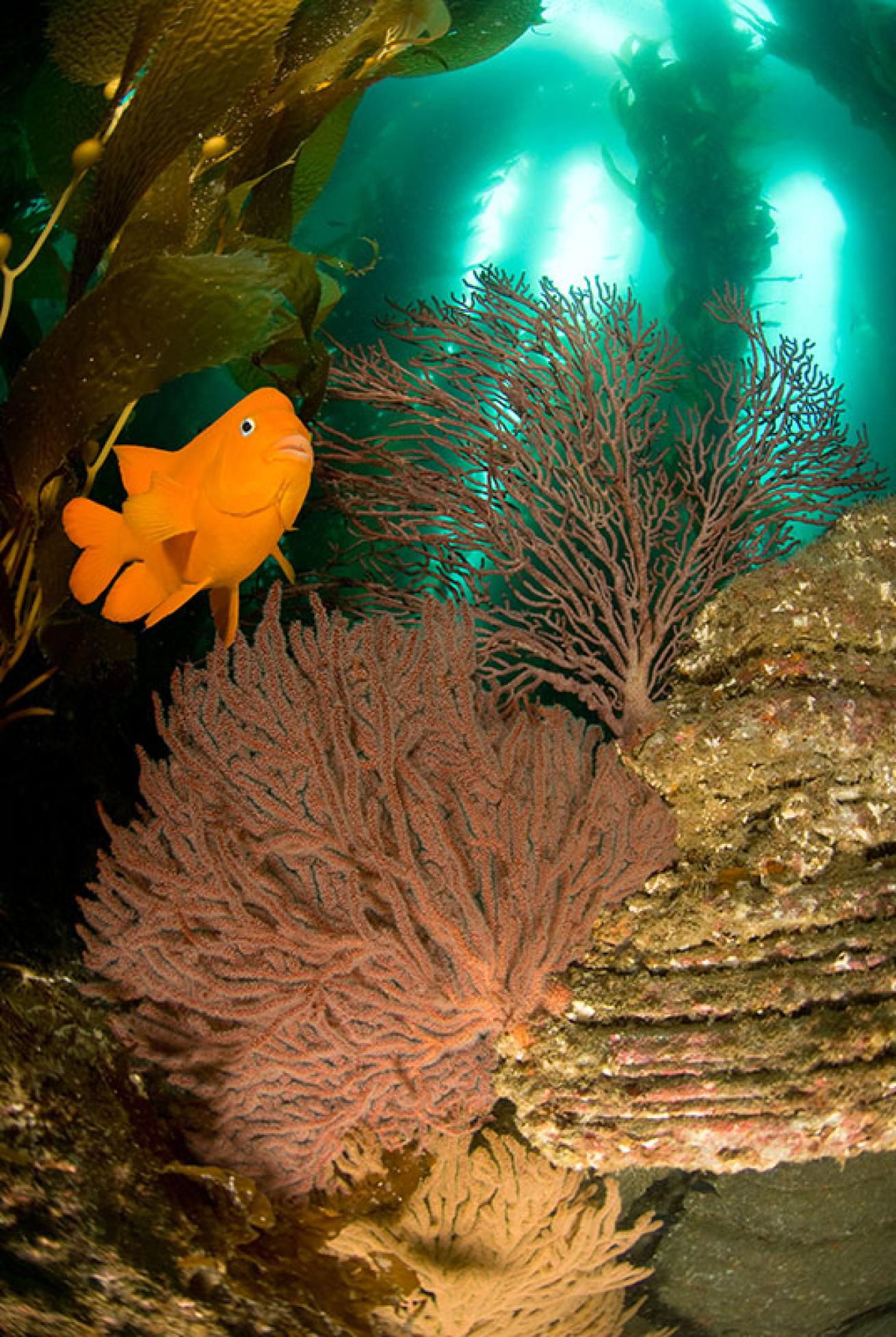 garibaldi in kelp forest