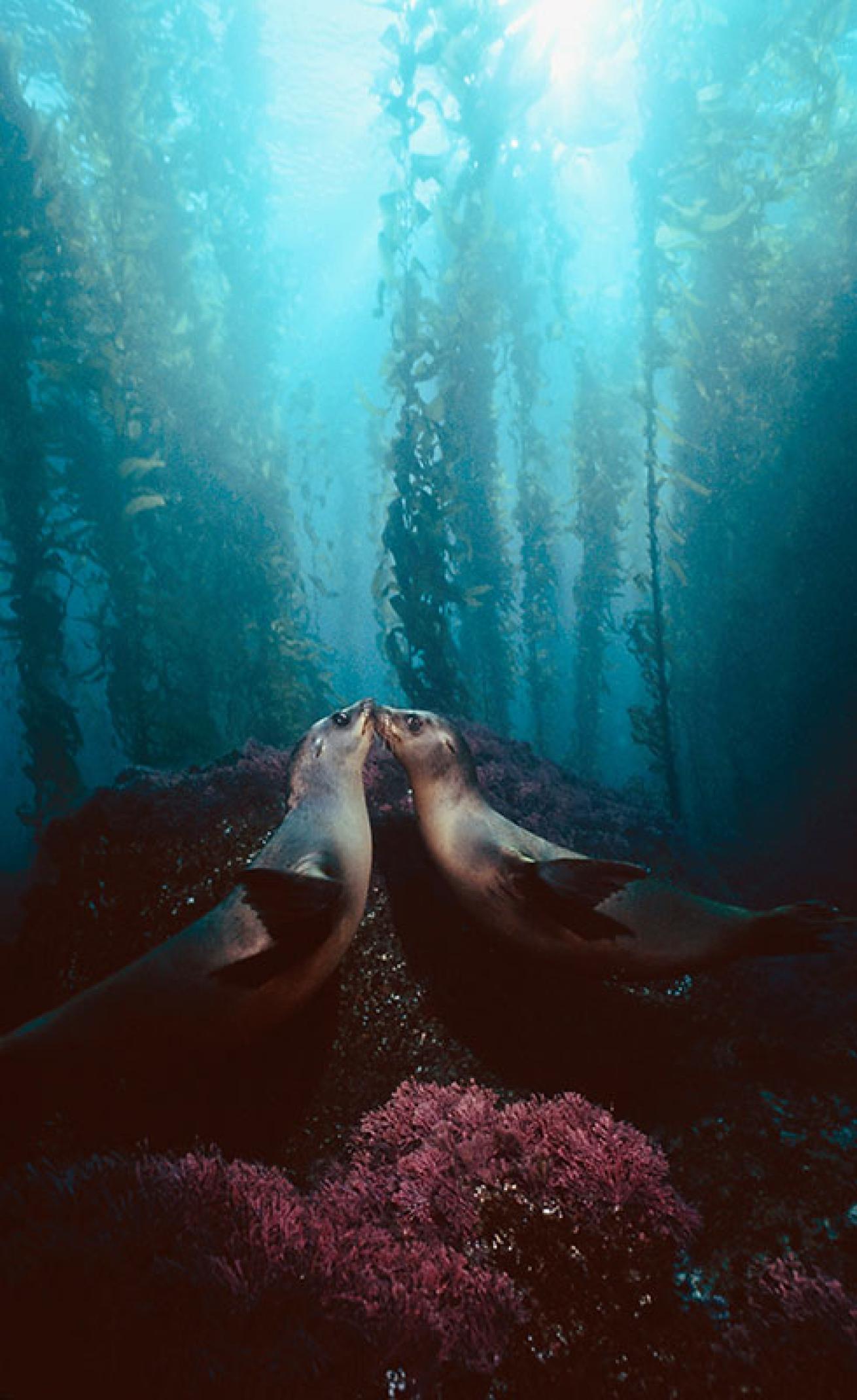 sea lions in kelp