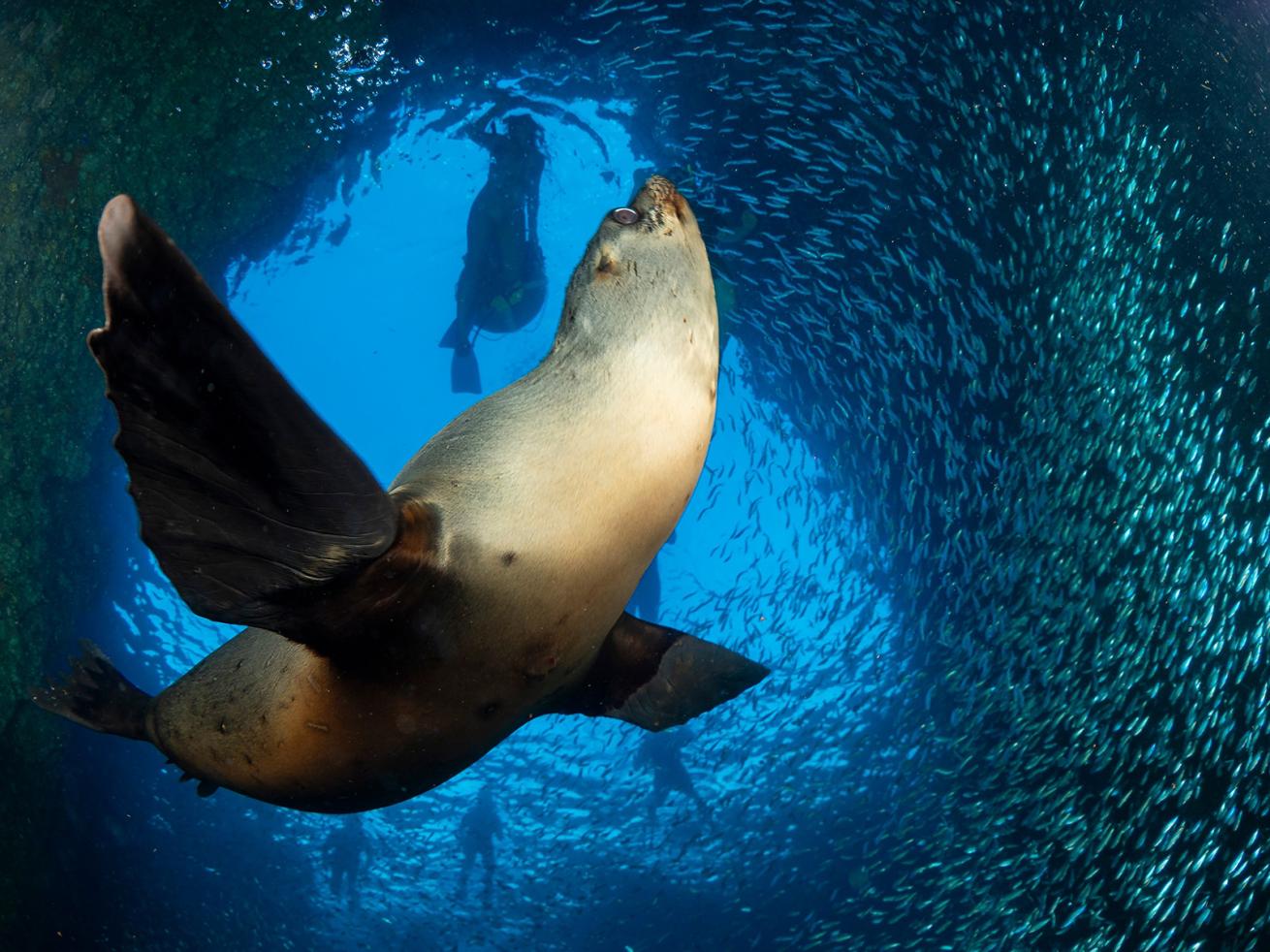 Los Islotes is renowned as one of the best places to dive with playful sea lions.