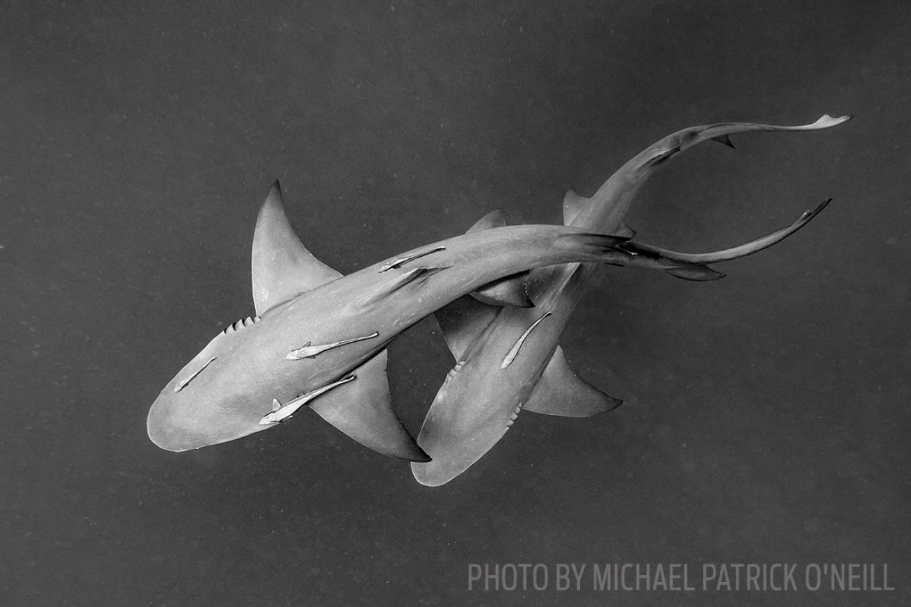 lemon sharks florida
