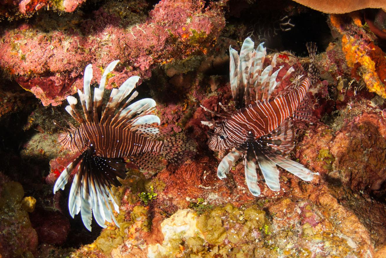 Lionfish Cayman Islands