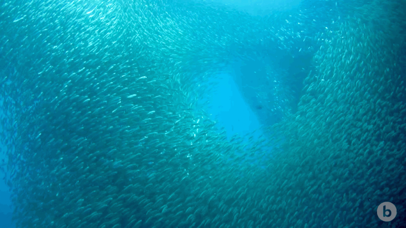 schooling fish