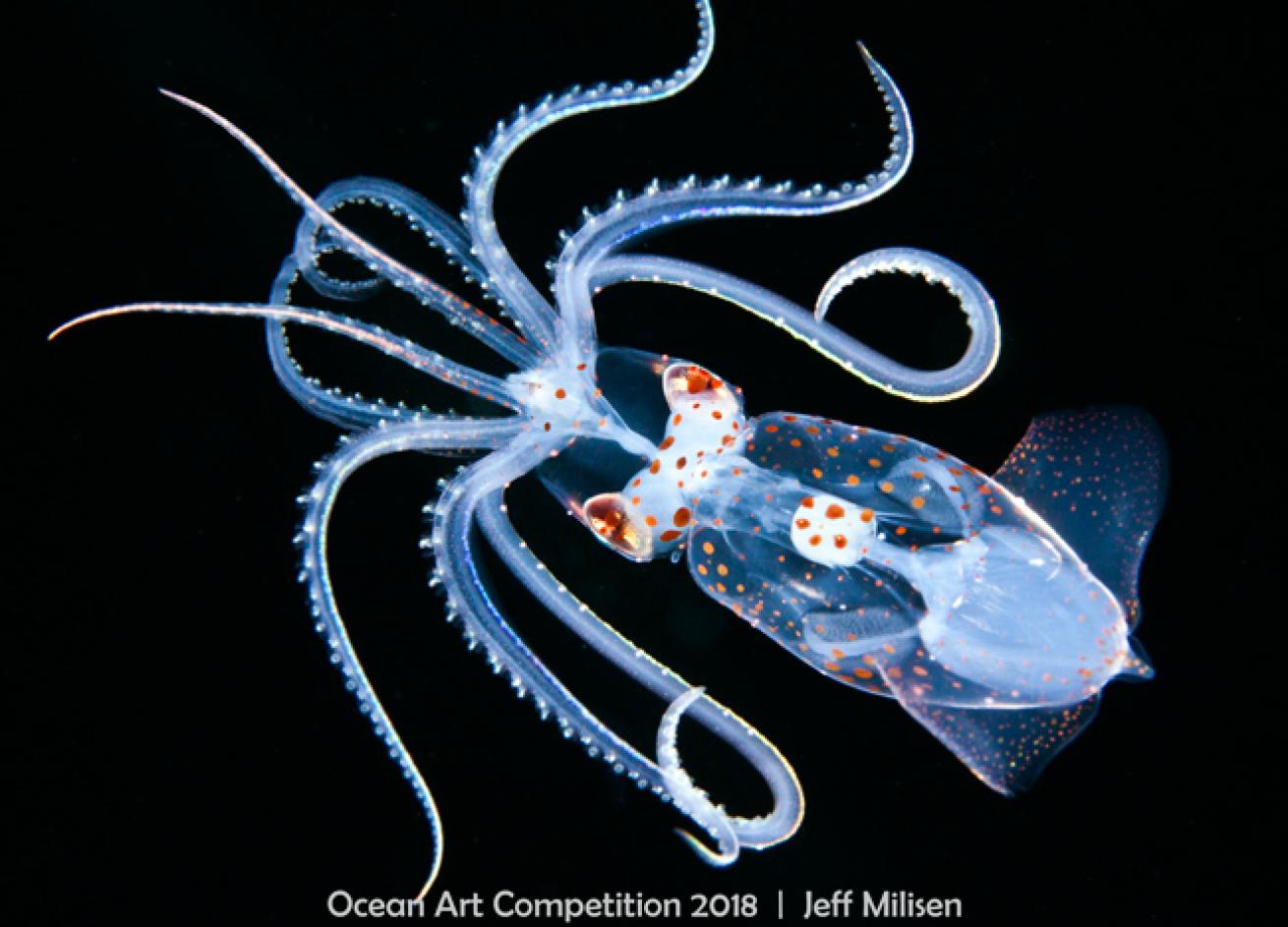 ocean art 2018 contest winner macro