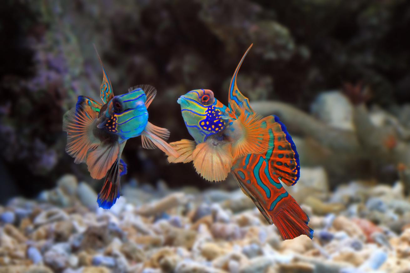 mandarin fish courtship