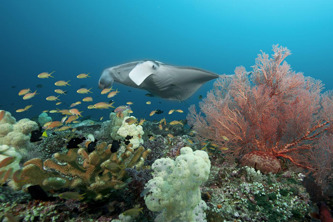 a manta ray soars over a vibrant reef with schools of fish