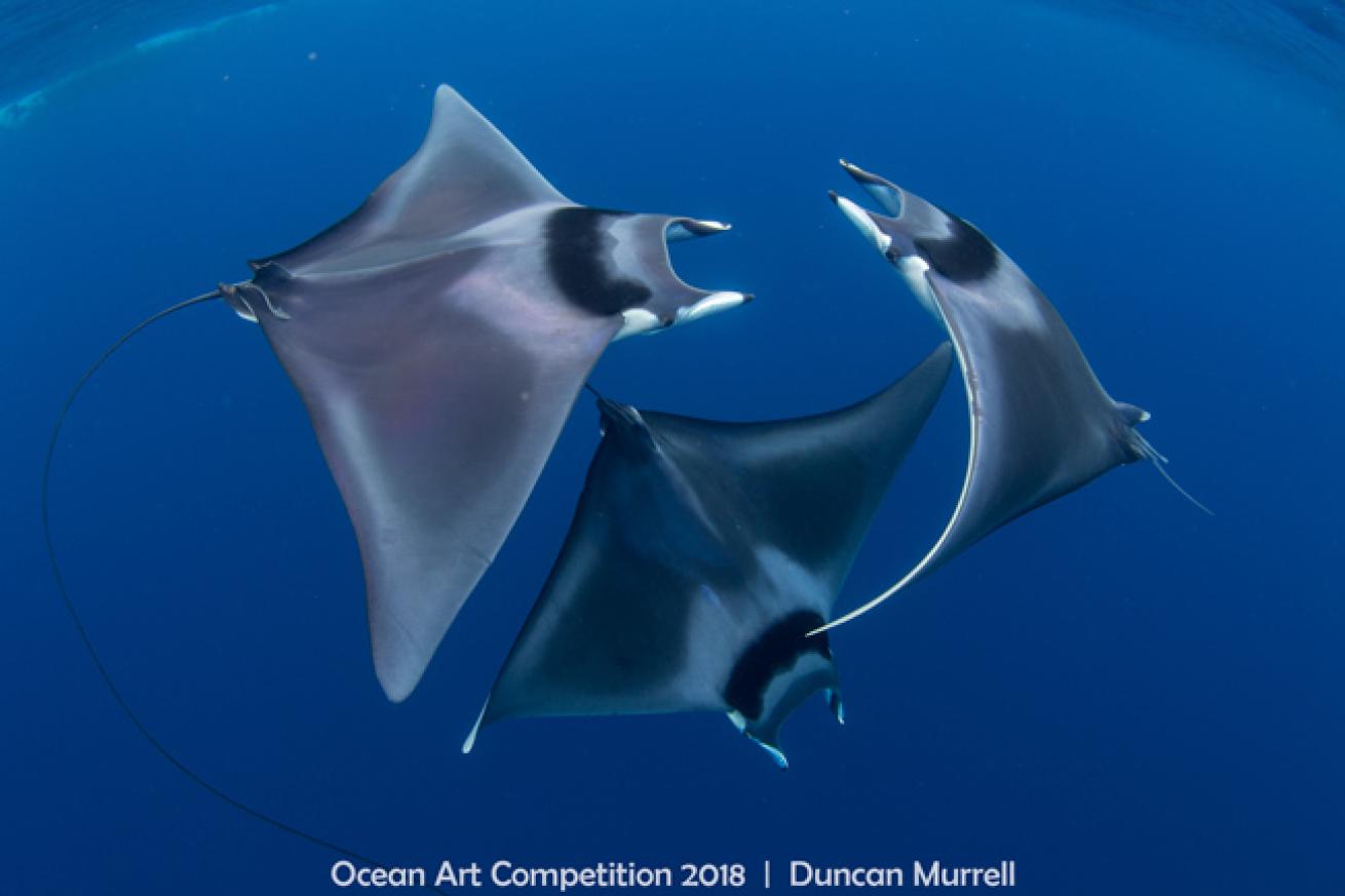 ocean art 2018 contest winner devil ray