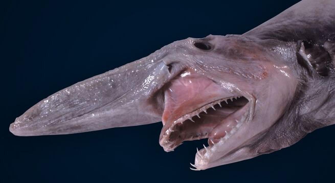 Goblin Shark