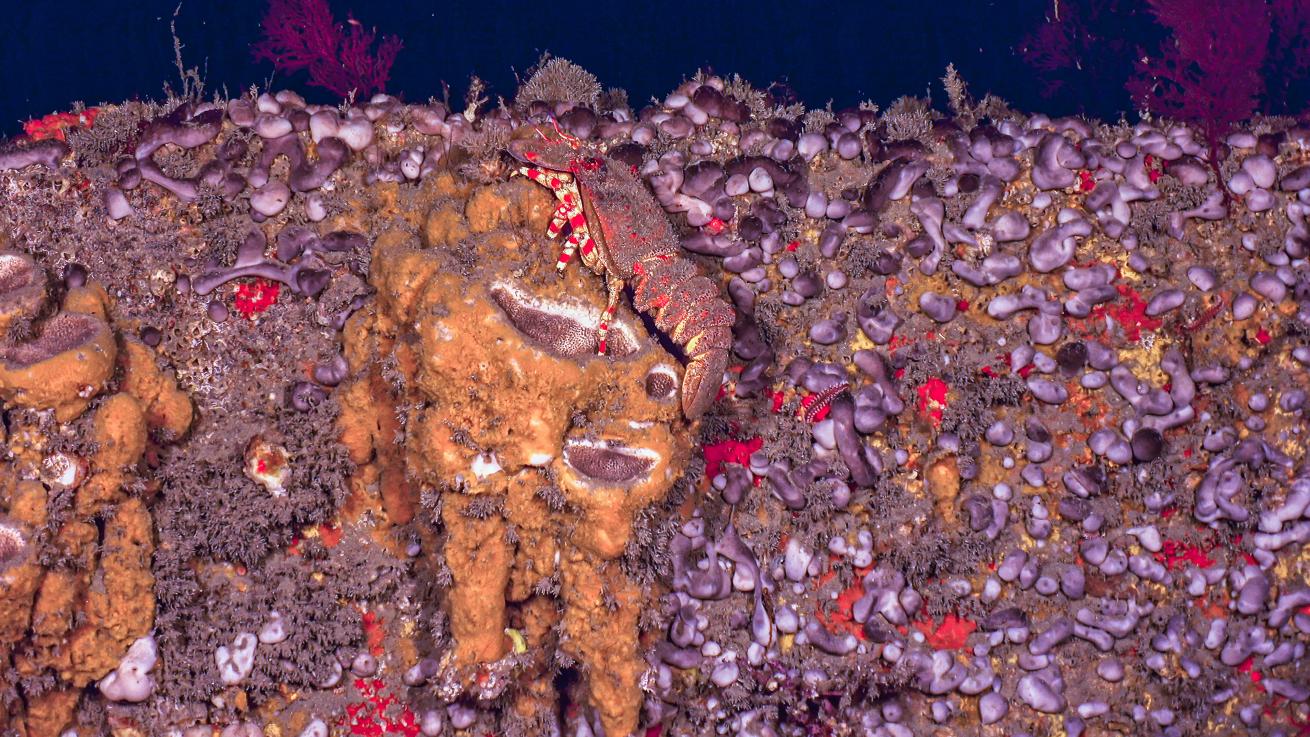 Slipper lobsters and polychaete worms crawl along the surface of USS Monitor, which is covered in marine sponges.