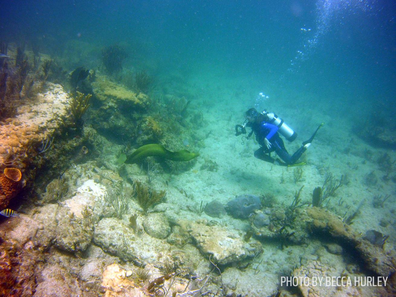 scuba diving marine life