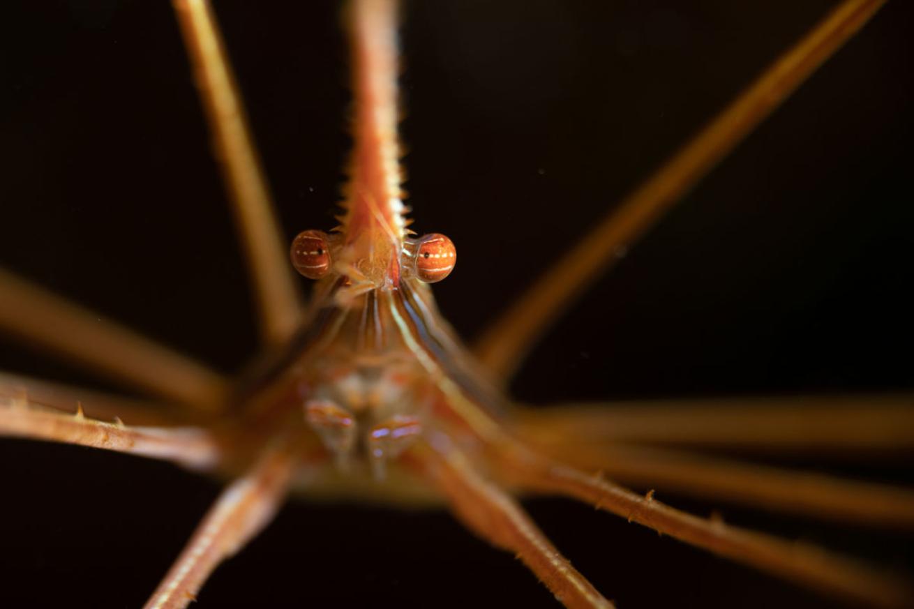 digital shootout 2019 macro winner