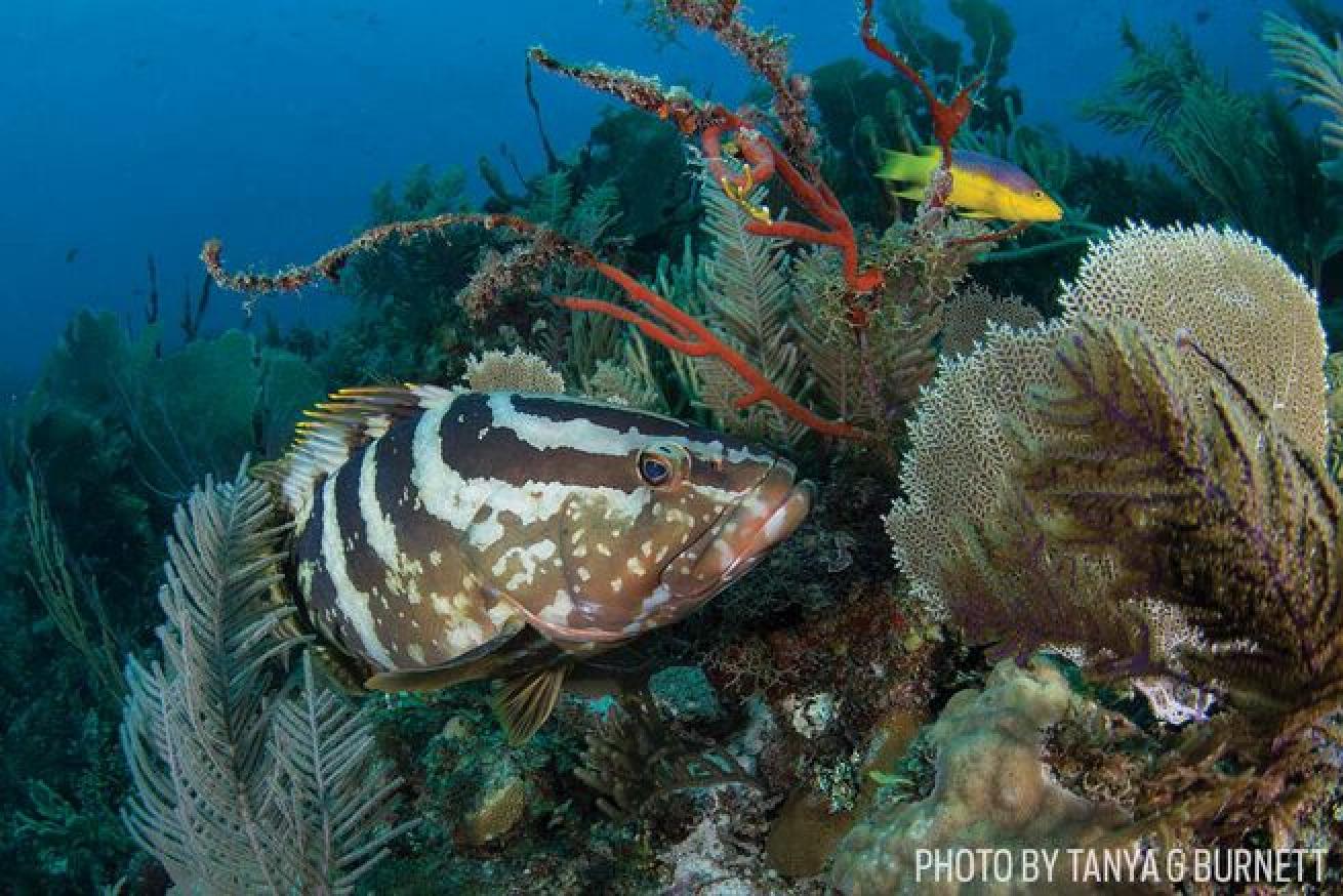 A Nassau grouper in the waters off Cuba