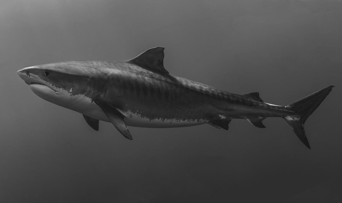tiger shark