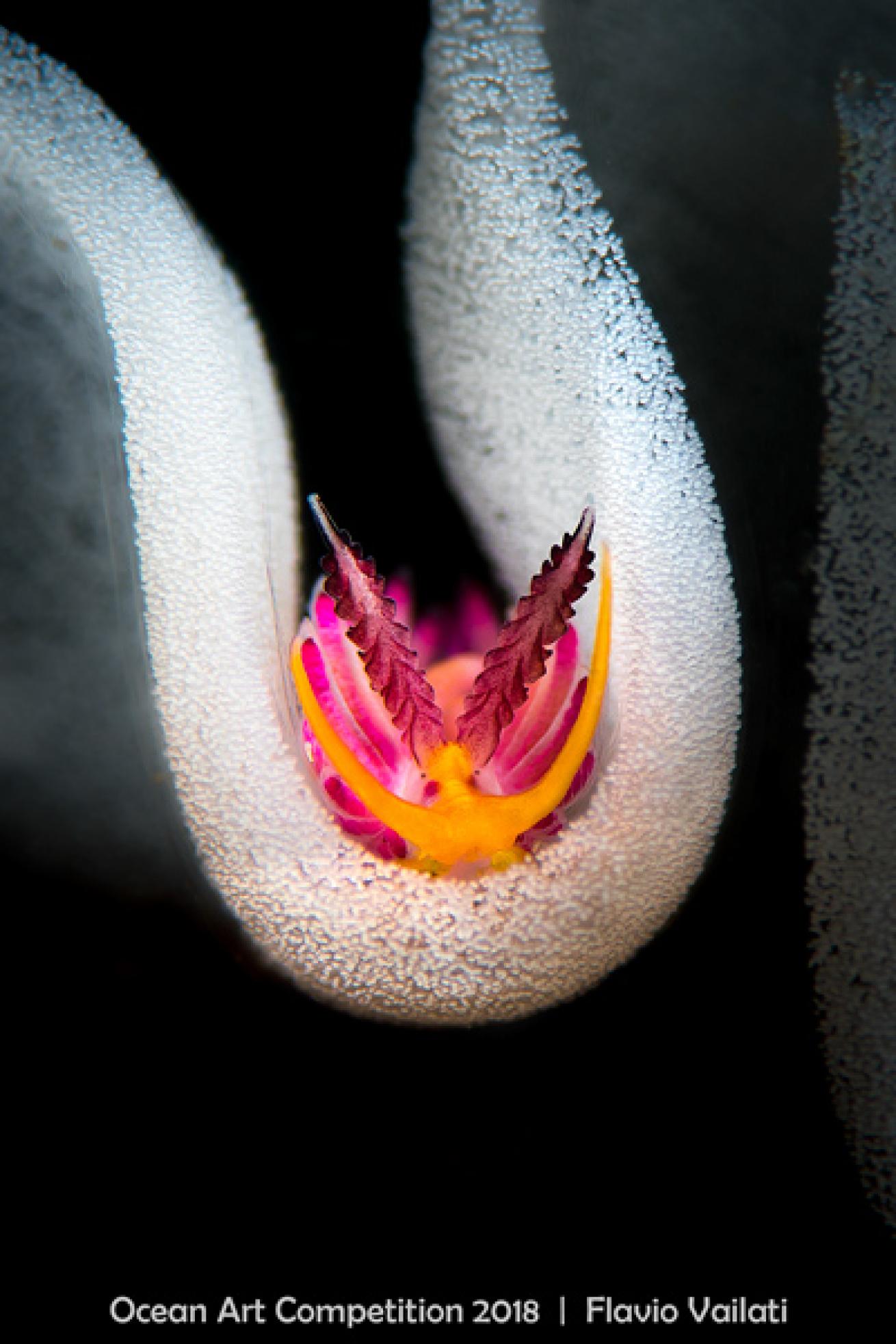 ocean art 2018 contest winner nudibranch