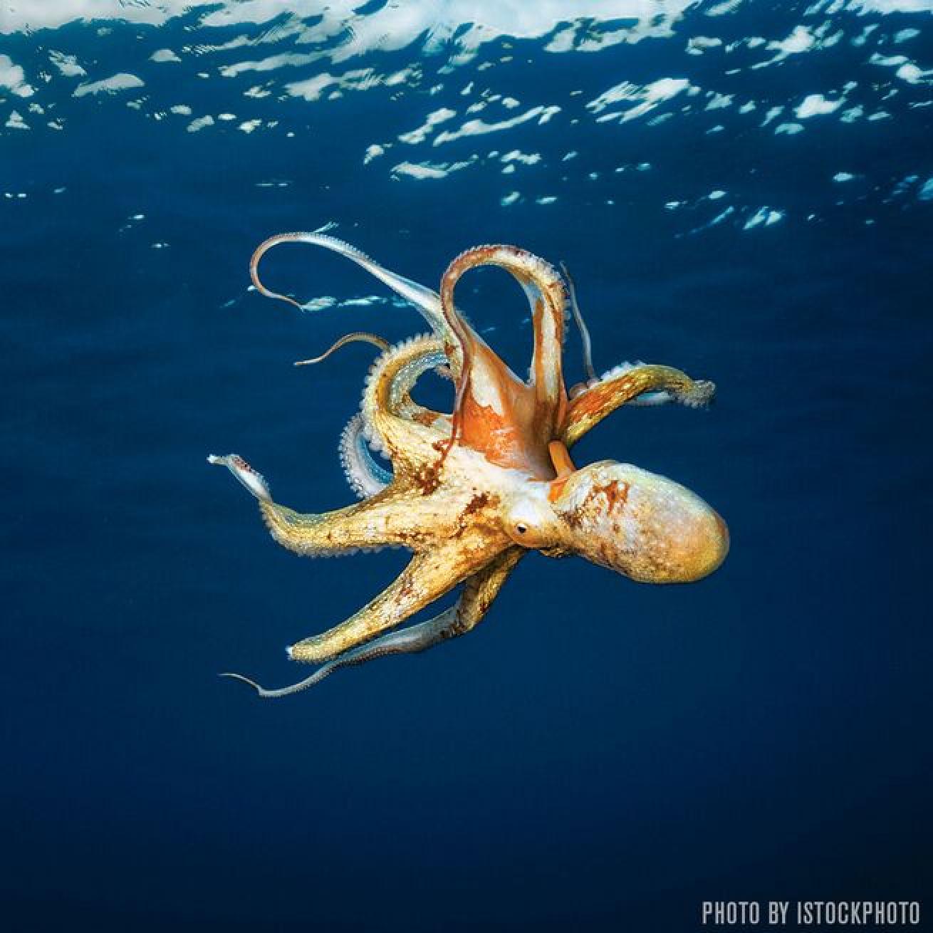 The word octopus means eight-footed