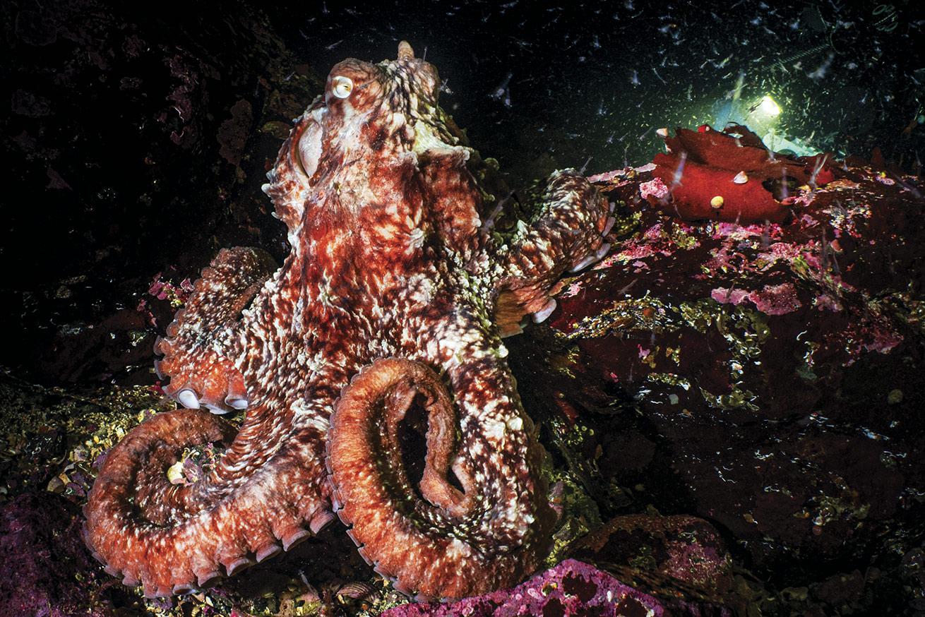 A giant Pacific octopus hunts in the Alaskan night by creating a net with the skin of its arms.