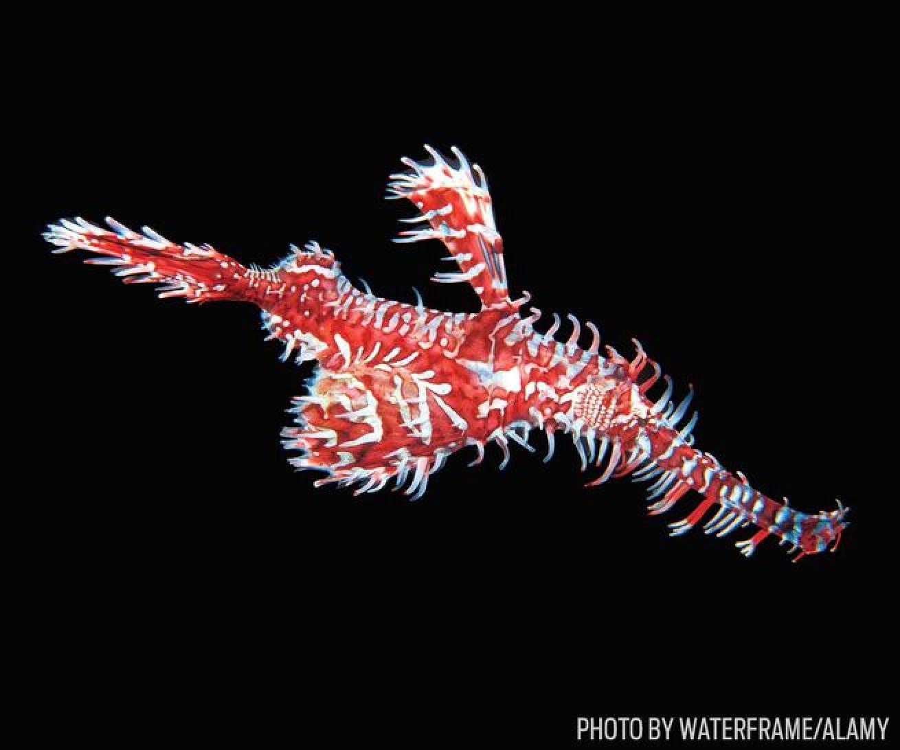 A harlequin ghost pipefish