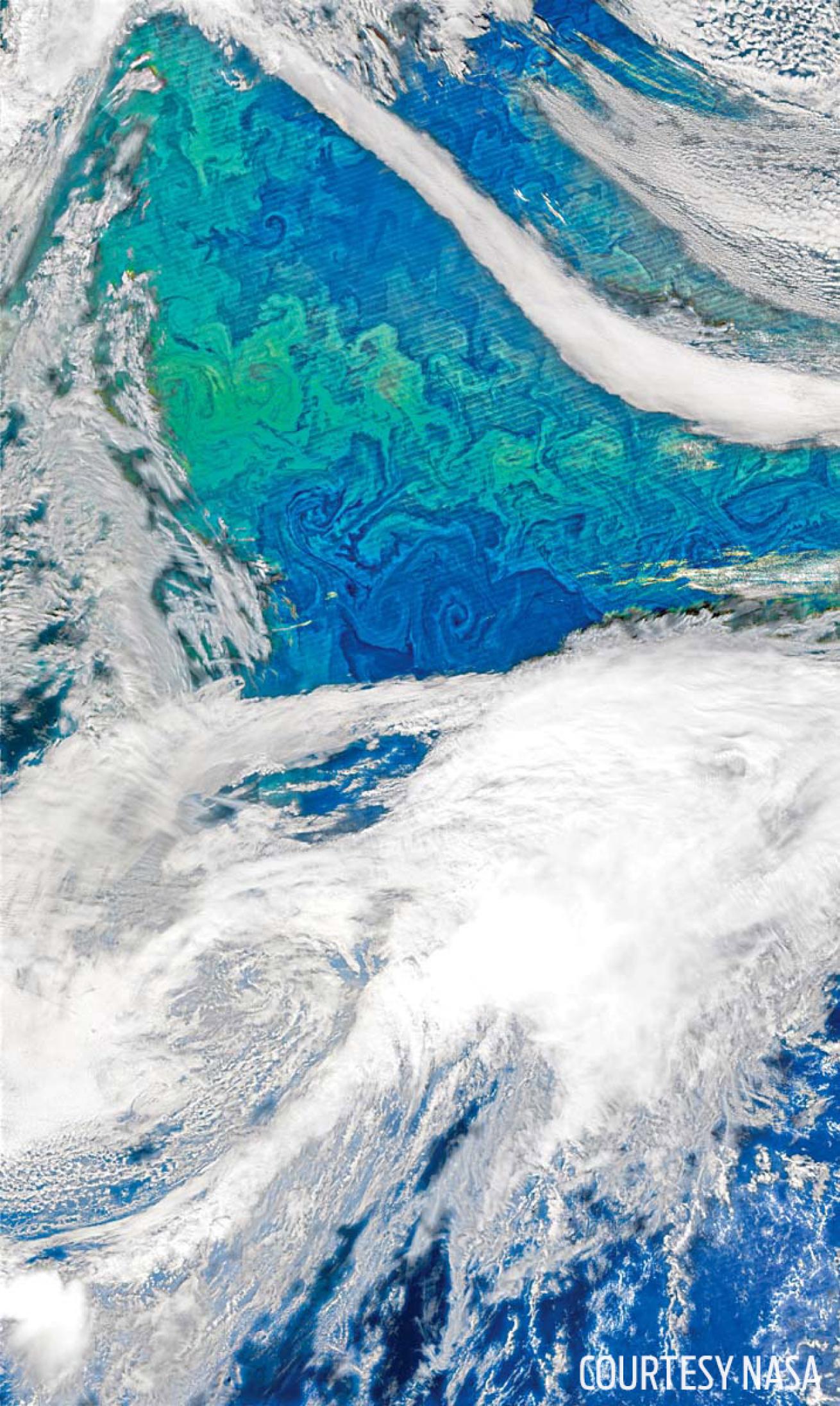 Phytoplankton blooms cover the northern Atlantic