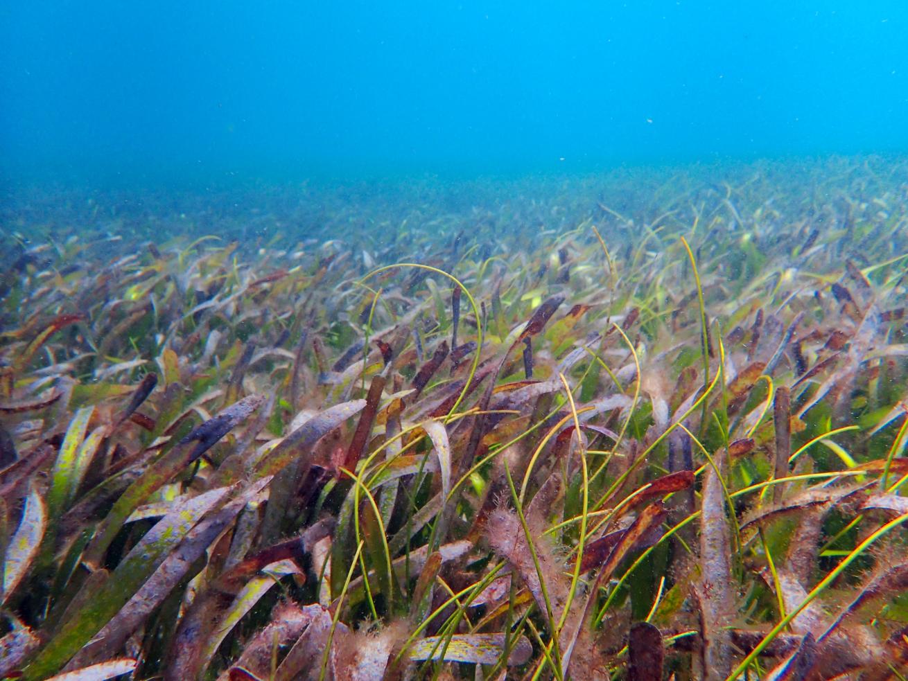 Turtle grass (Thalassia testudinum) is a species of seagrass found throughout Florida and the Caribbean that can form thick meadows.