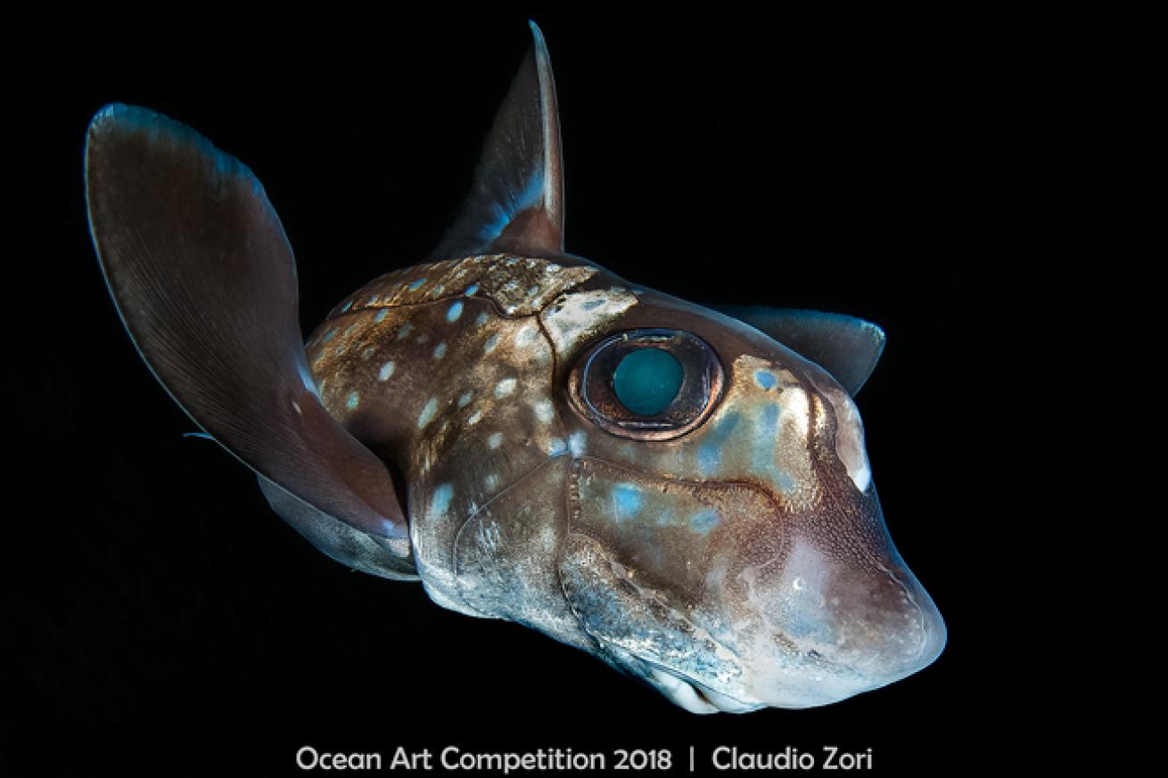 ocean art 2018 contest winner portrait