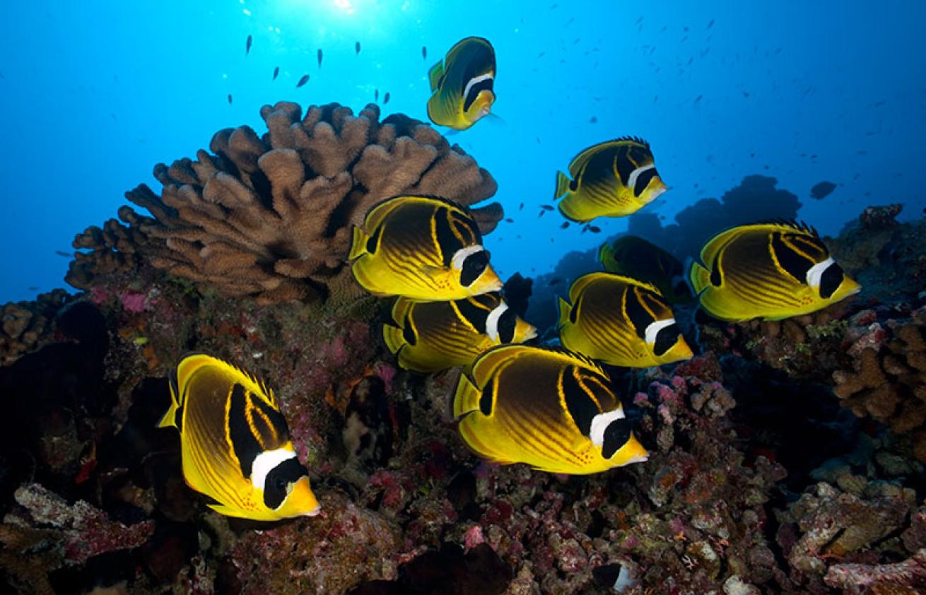 raccoon butterflyfish