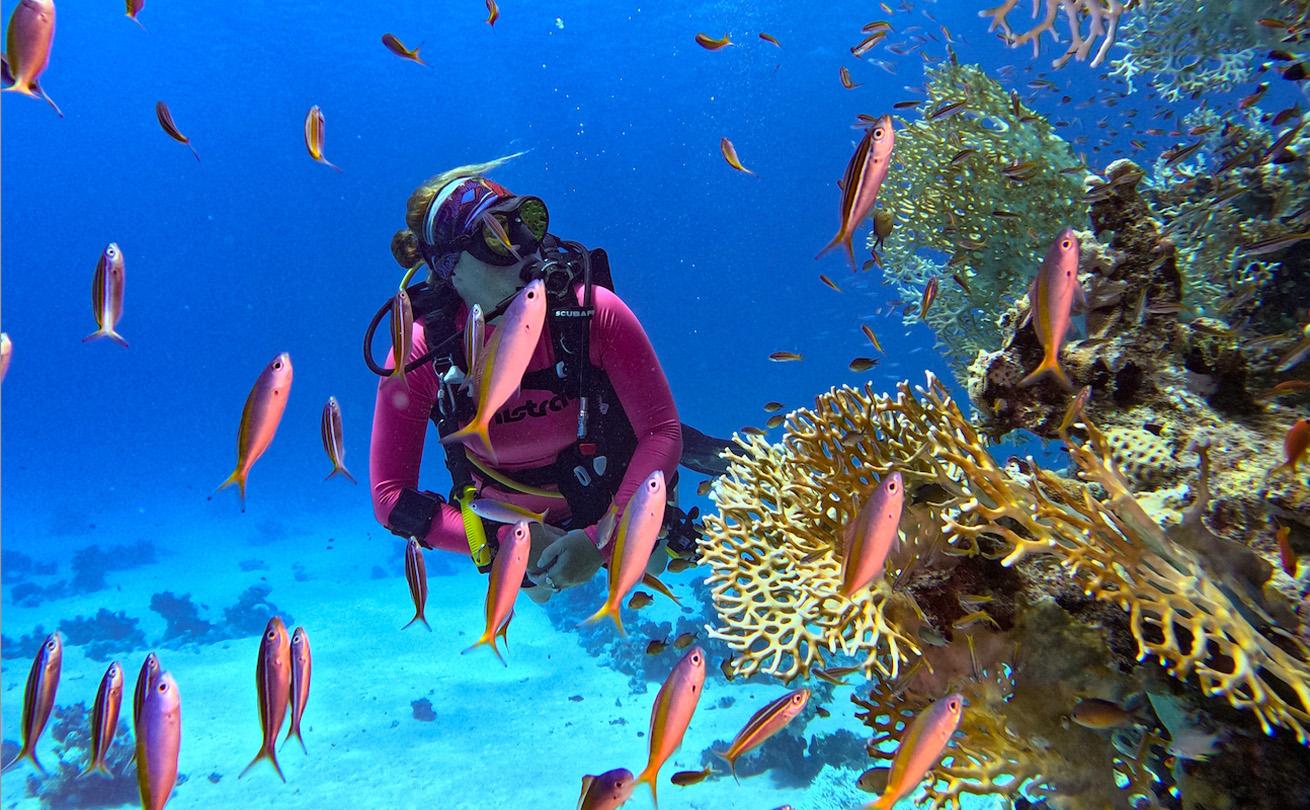 A diver explores the vibrant reefs of the Red Sea. 