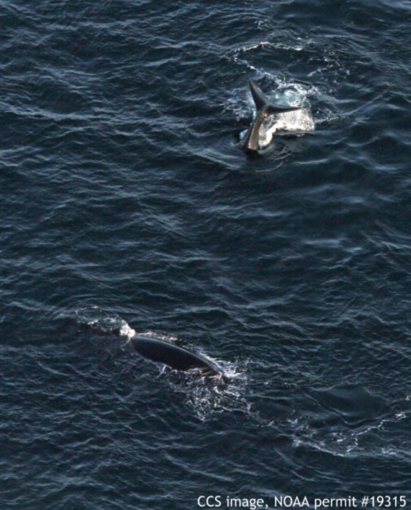 right whale mother and calf