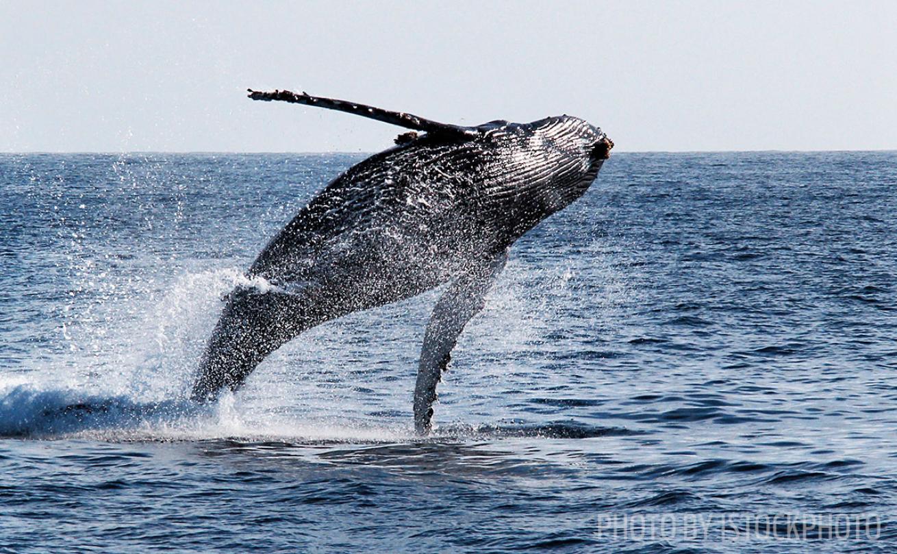 humpback whale sightings in channel islands california 