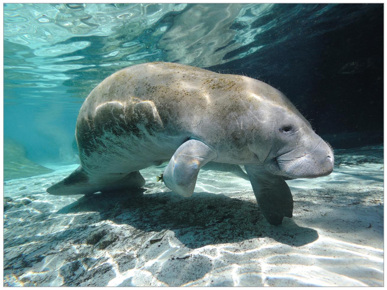 adopt a manatee progran