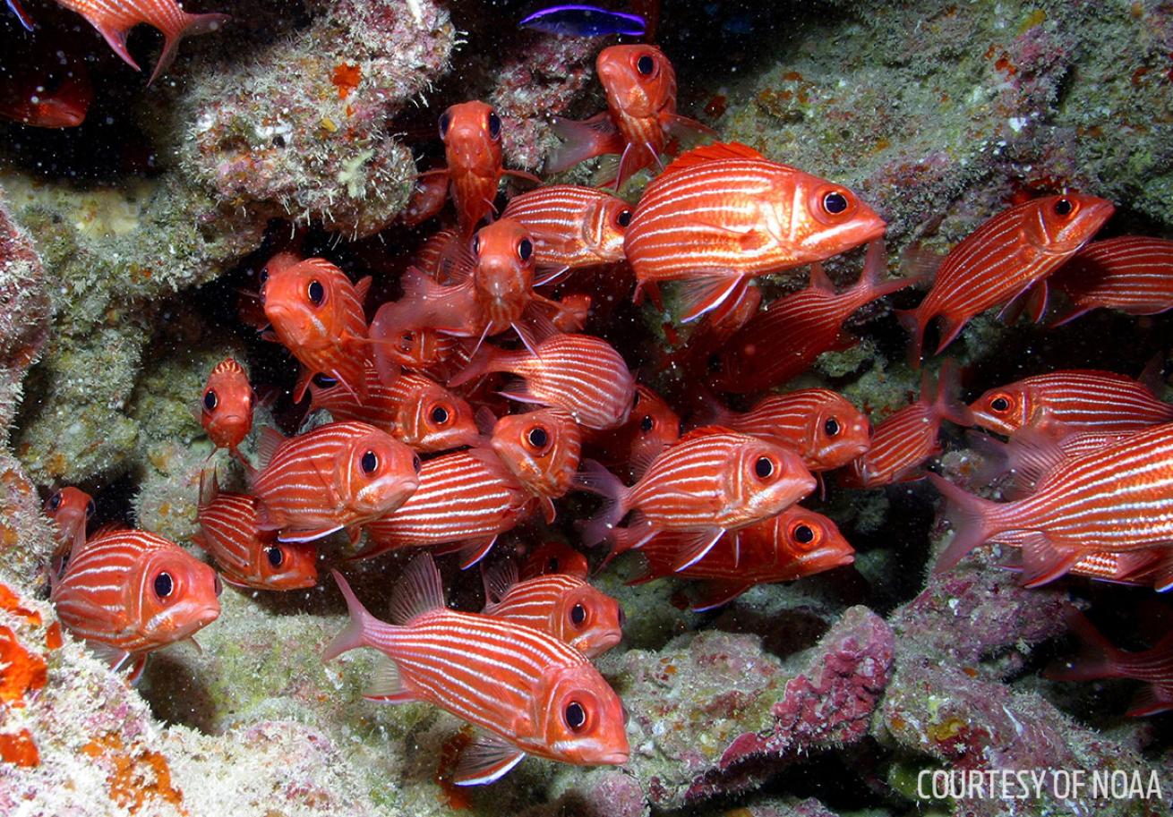 fish school in the waters of Papahānaumokuākea