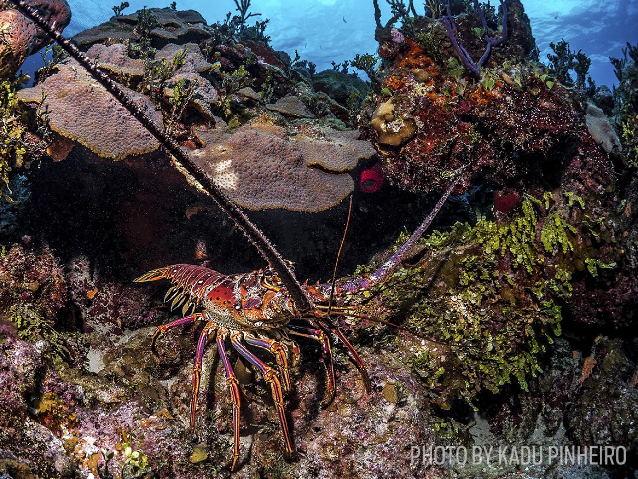 lobster scuba diving bahamas