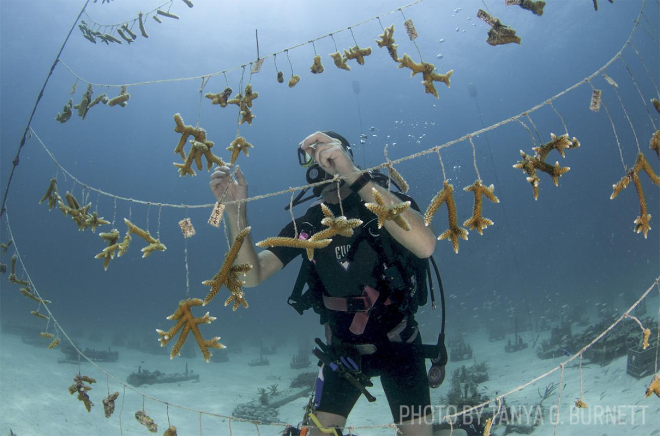 coral restoration foundation florida