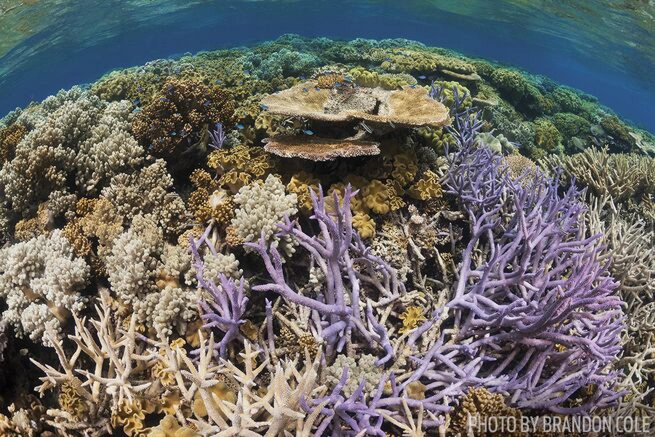 Hard and soft corals in the Great Barrier Reef Marine Park