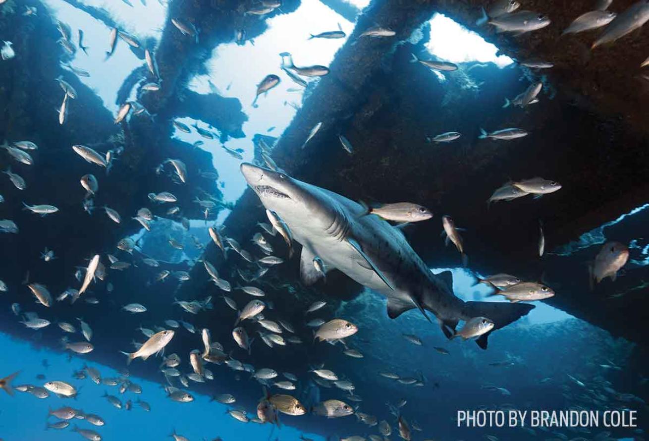north carolina scuba diving