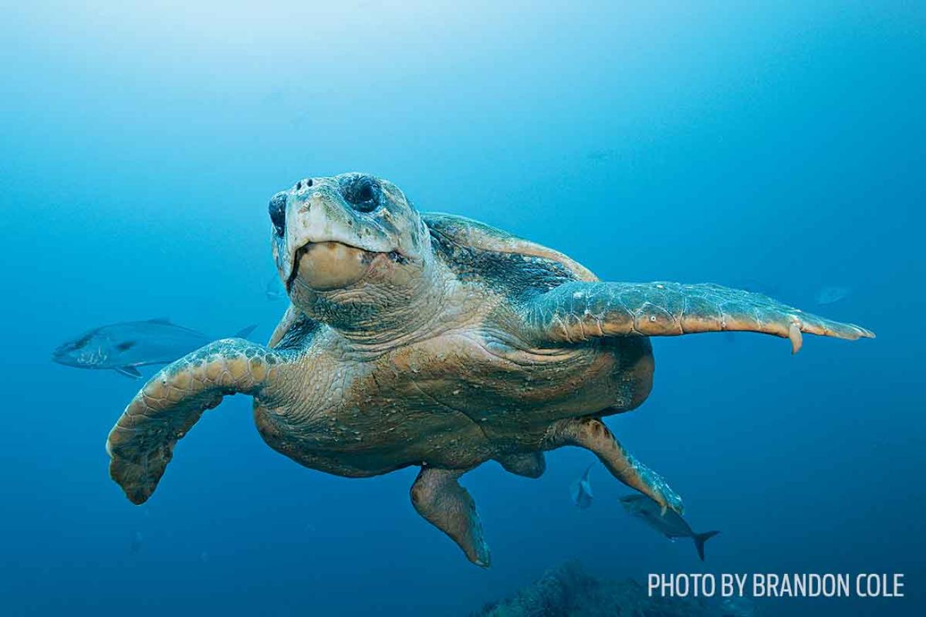 scuba diving north carolina