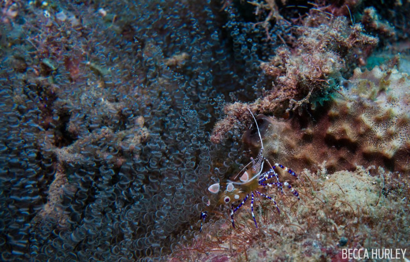 Shrimp St. Lucia
