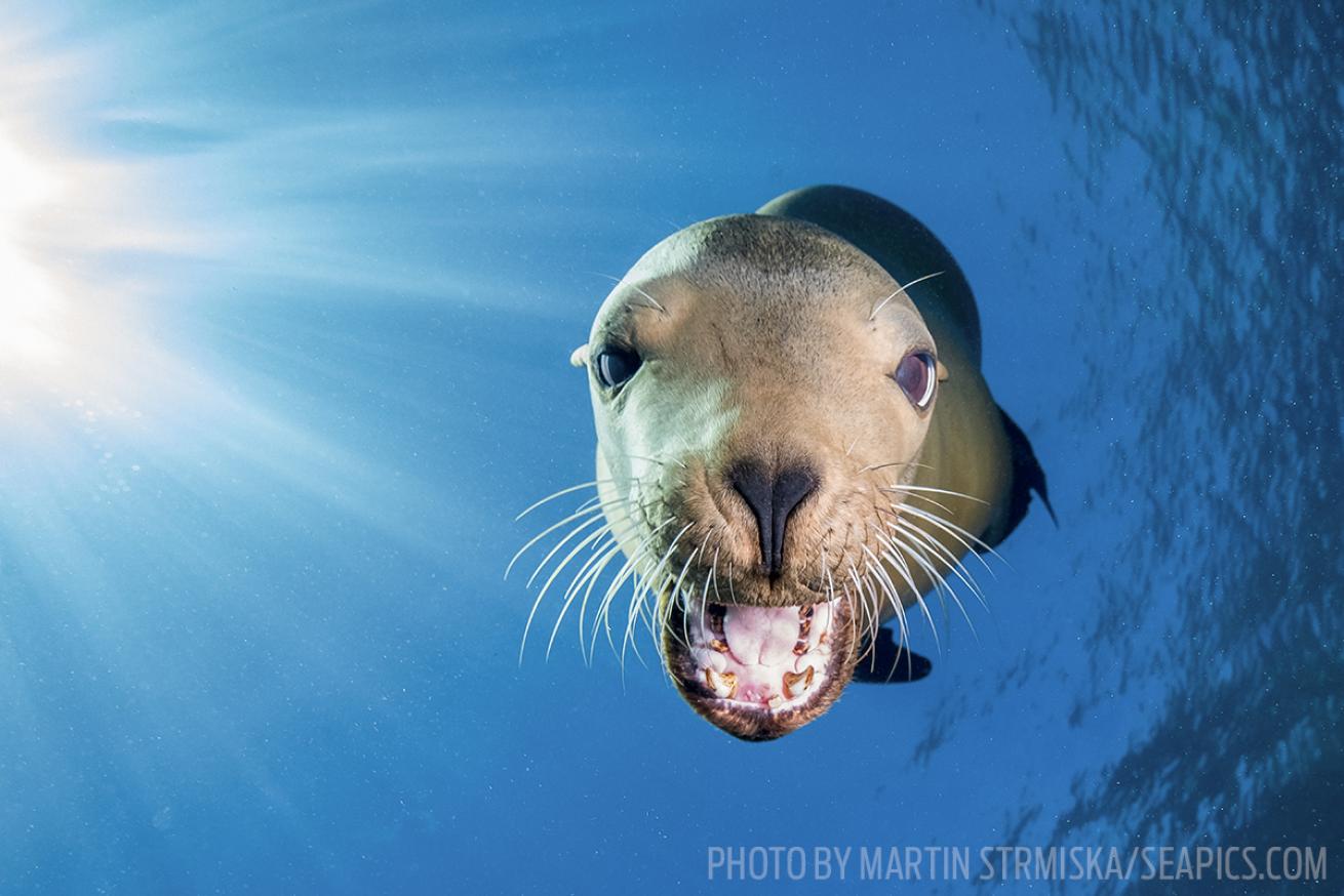 sea lion sea of cortez scuba diving photo
