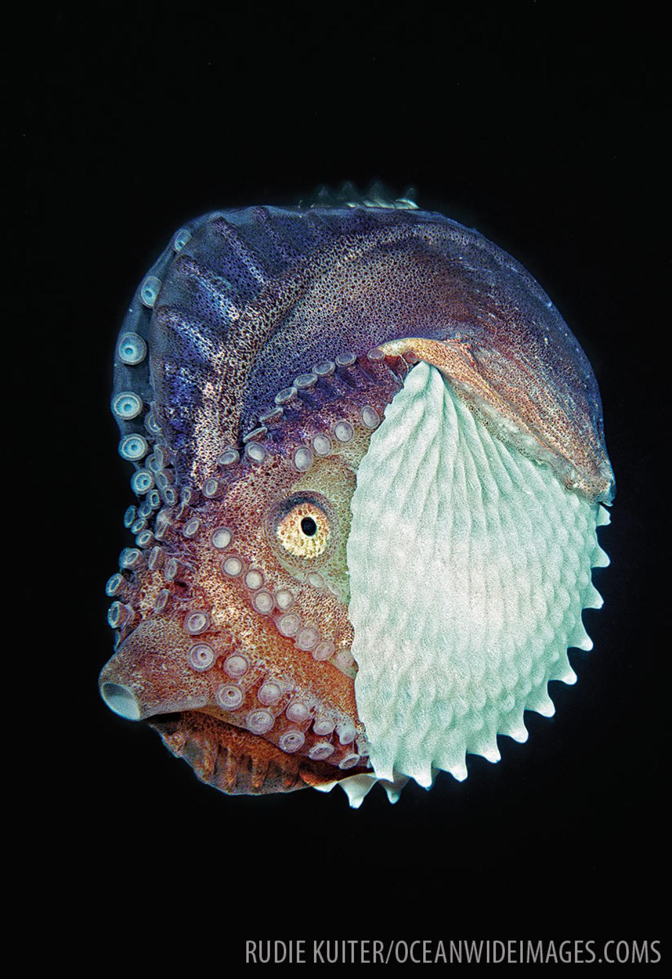 Argonaut Octopus Underwater Mating
