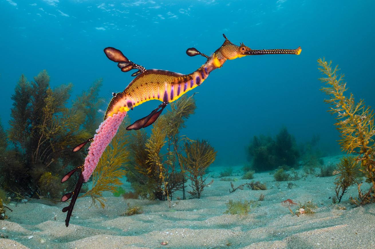 A common seadragon hovers over the bottom amongst seaweeds in the shallows. This male has a clutch of pink eggs attached to the underside of its tail.
