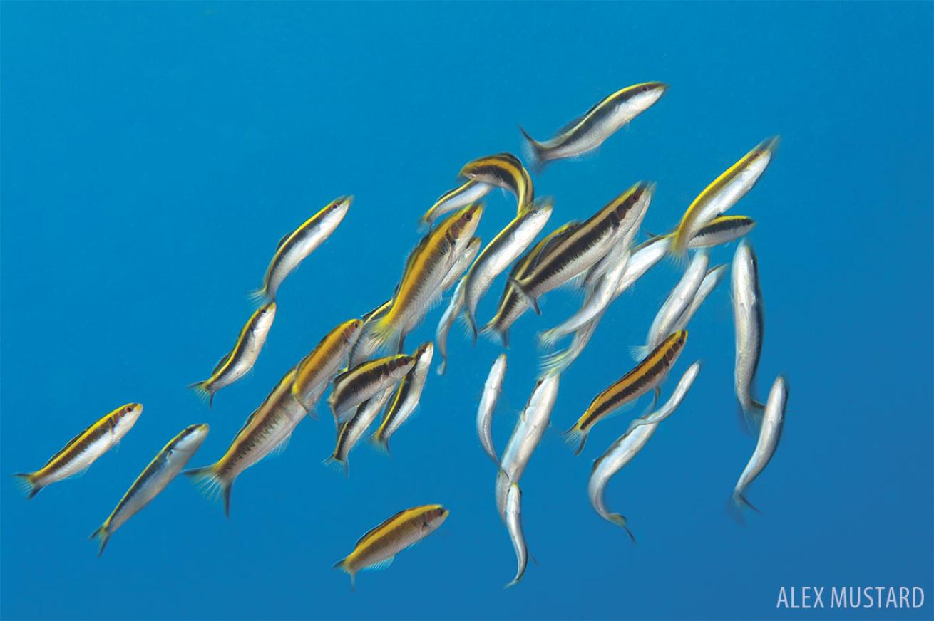 Bluehead Wrasse Underwater Mating