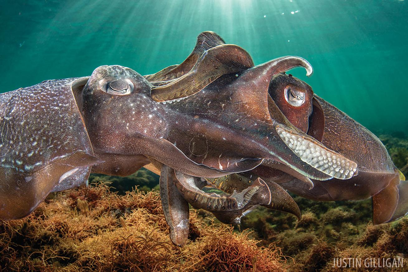 Cuttlefish Underwater Mating