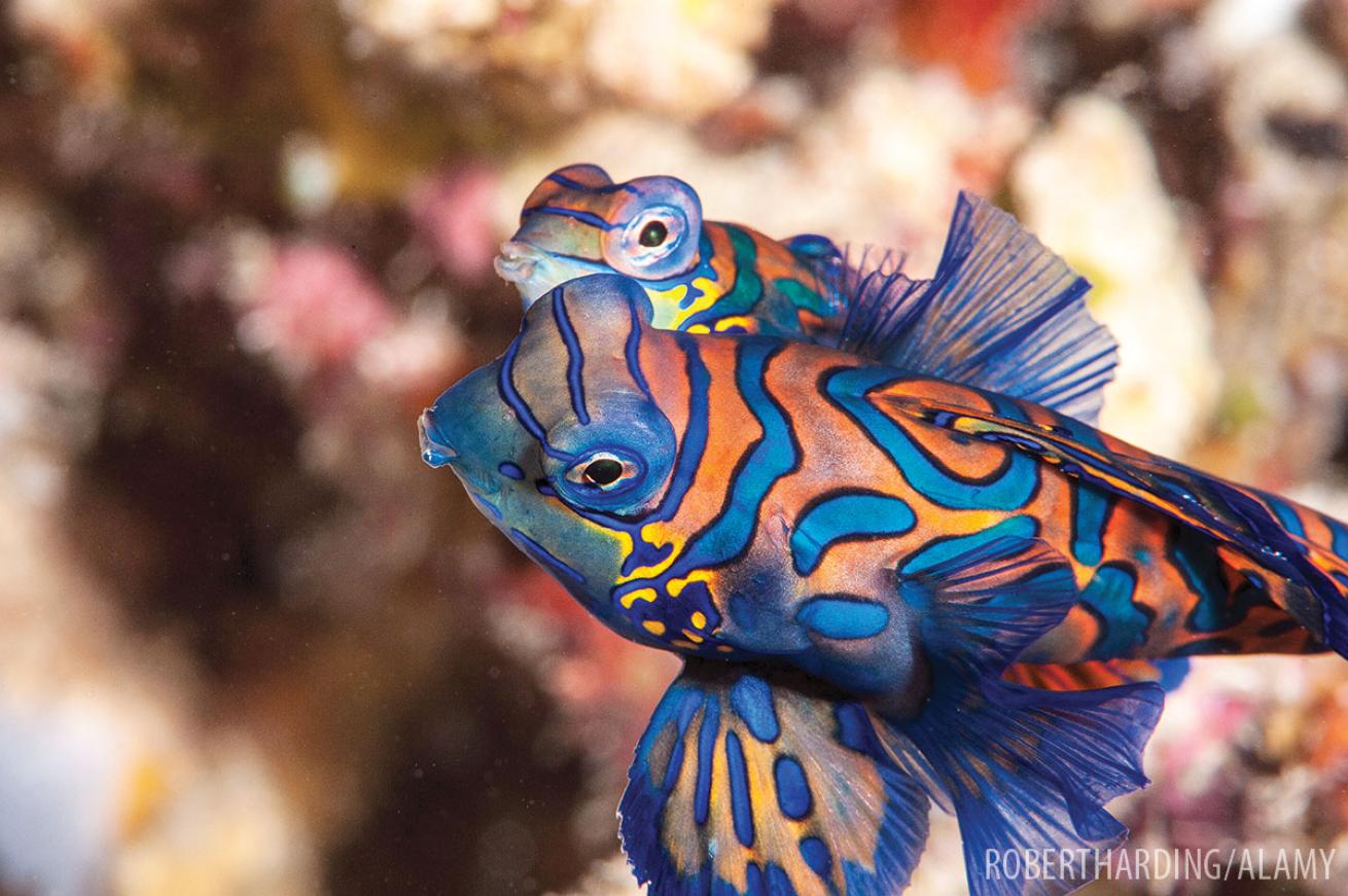 Mandarinfish Underwater Mating