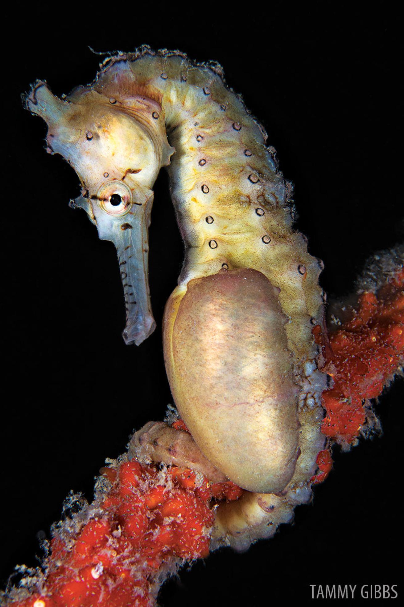 Seahorse Underwater Mating
